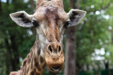 Zürafa uzun boyunlu, Tayland, Thailand, Güneydoğu Asya ile