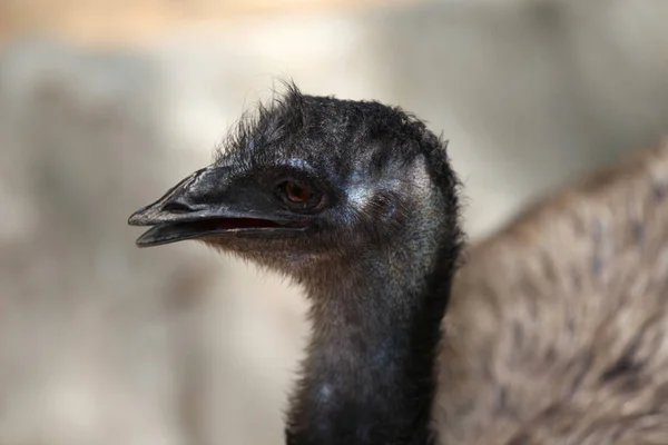 Avestruz Com Pescoço Comprido Tailândia Sudeste Asiático — Fotografia de Stock