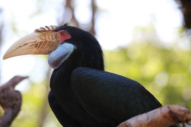 Büyük Gaga, Tayland, Güney Doğu ile siyah kuş