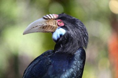 Büyük Gaga, Tayland ile siyah kuş