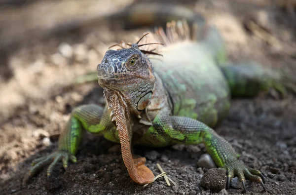 Grote groene hagedis leguaan, Thailand — Gratis stockfoto