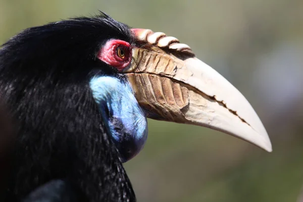 Pájaro negro con un pico grande, Tailandia —  Fotos de Stock