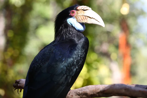 Black bird with a large beak, Thailand — Free Stock Photo
