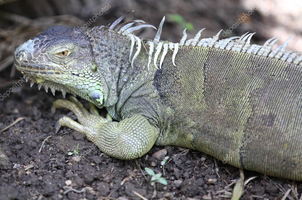 Large green lizard iguana, Thailand — Stock Photo © supermatros 128925594