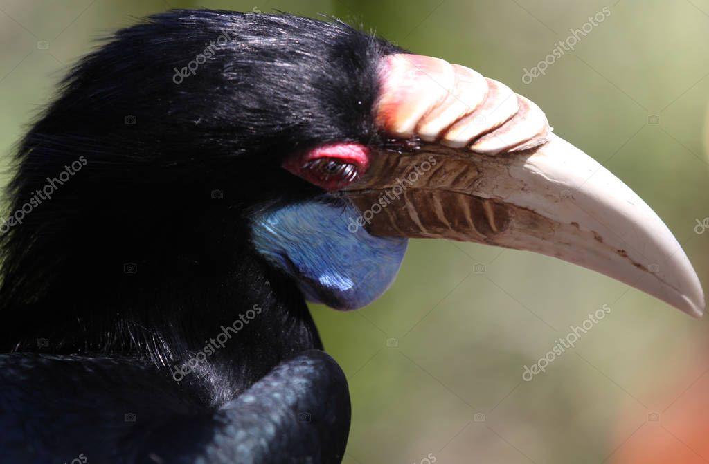 Oiseau Noir Avec Grand Bec Thailand South East