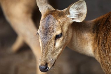 Zarif geyik kahverengi renk, Tayland
