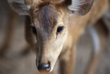 Zarif geyik kahverengi renk, Tayland, Thailand, Güneydoğu Asya
