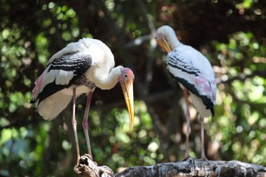 Şık uzun bacaklı kuş balıkçıl, Tayland