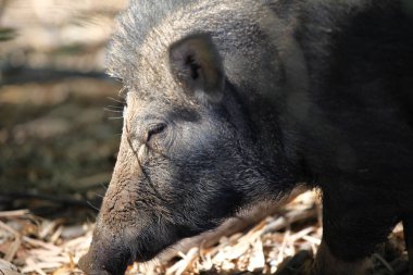 Yaban domuzu gıda, Tayland, Güney Doğu Asya için arıyorsunuz
