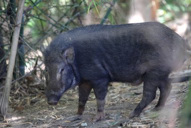 Yaban domuzu gıda, Tayland, Güney Doğu Asya için arıyorsunuz