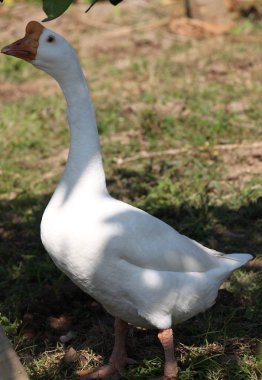 Tavuk kaz, Tayland, Güney Doğu Asya Beyaz