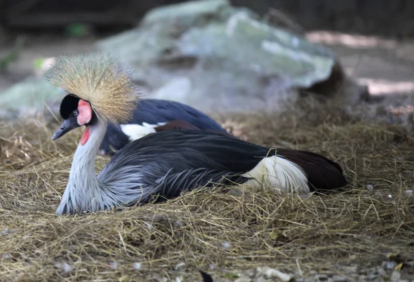 Pássaro com longas e belas penas, Tailândia — Fotografia de Stock