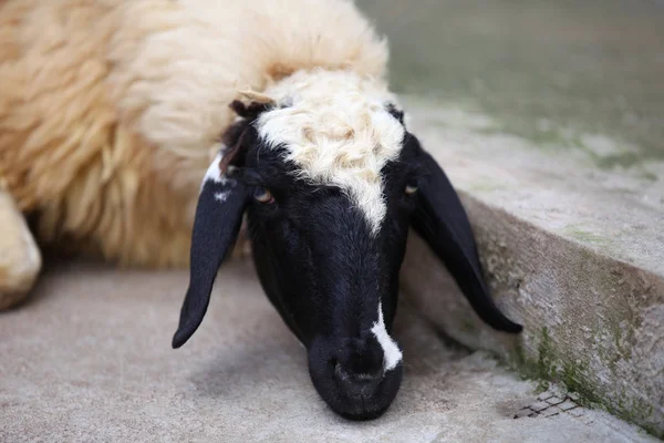 Gemensamma får med ull, Thailand — Stockfoto