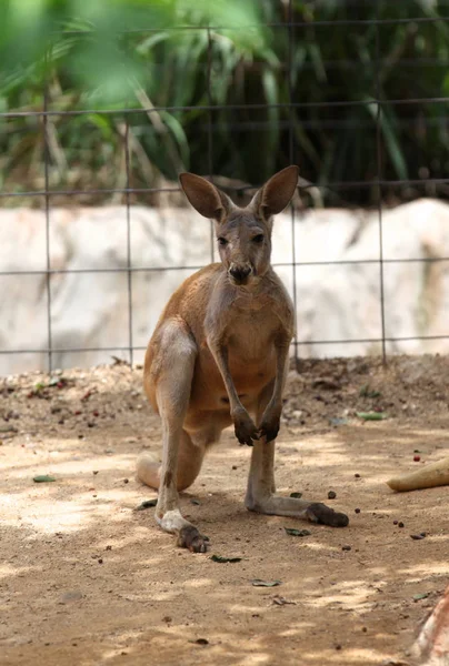 Arka ayakları üzerinde Tayland kanguru oturur — Stok fotoğraf
