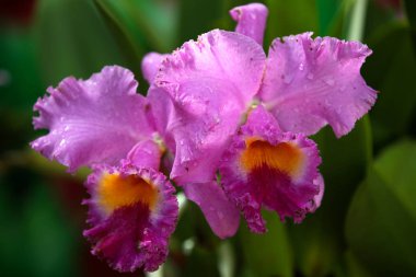 Çiçekli renkli orkide, Tayland