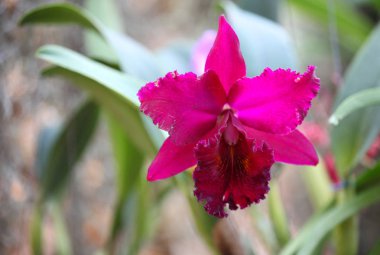 Çiçekli renkli orkide, Tayland