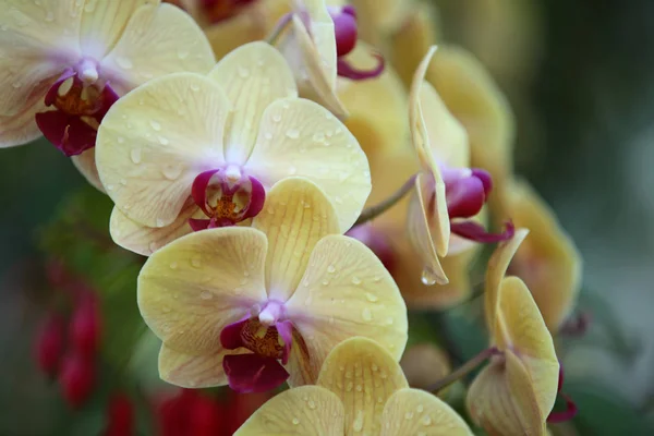 Floração de orquídeas coloridas, Tailândia — Fotografia de Stock