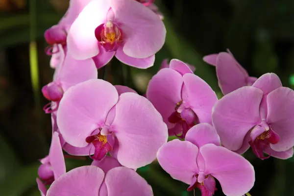 Floração de orquídeas coloridas, Tailândia — Fotografia de Stock