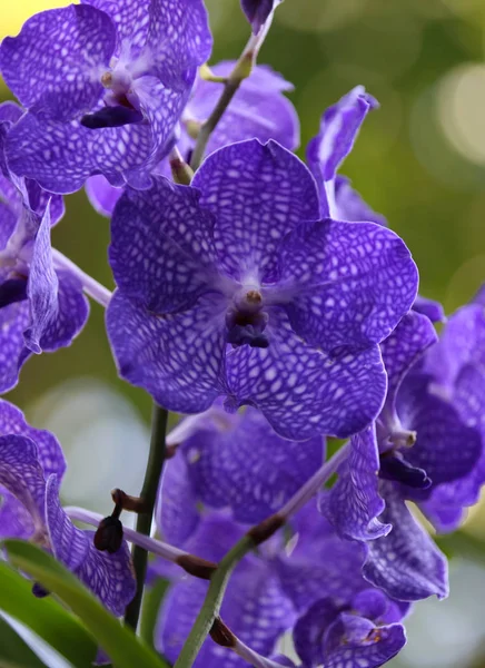 Floração de orquídeas coloridas, Tailândia — Fotografia de Stock