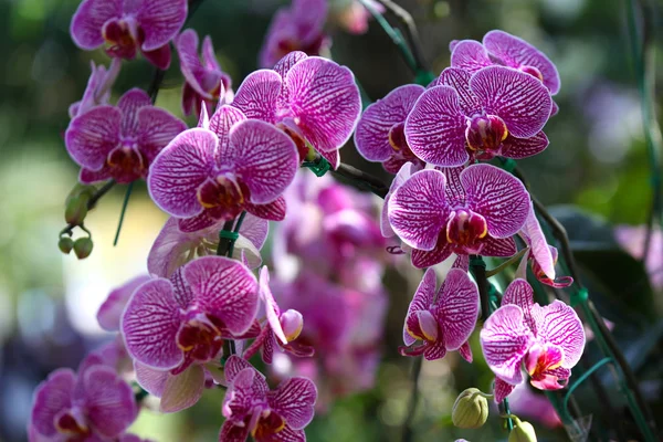Floração de orquídeas coloridas, Tailândia — Fotografia de Stock