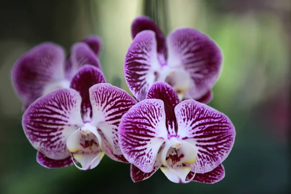 Floração de orquídeas coloridas, Tailândia — Fotografia de Stock