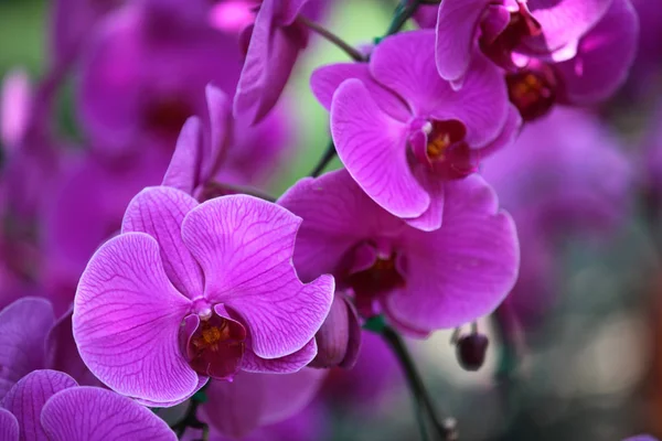 Blommande färgglada orkidéer, Thailand — Stockfoto