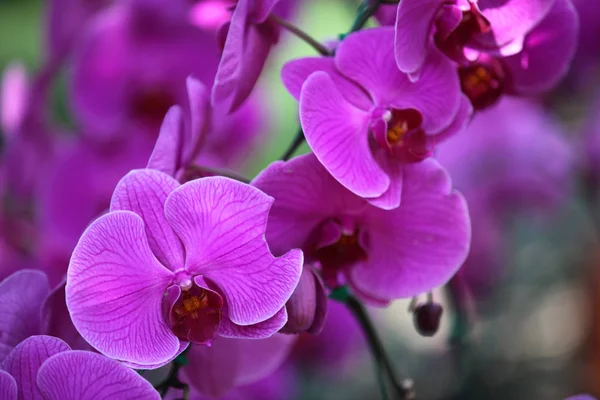 Floração de orquídeas coloridas, Tailândia — Fotografia de Stock