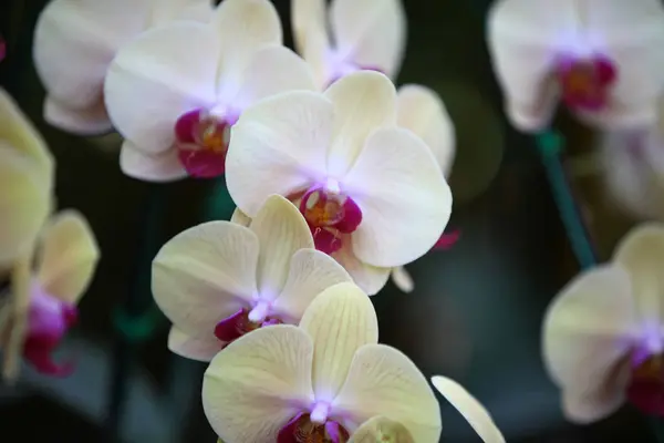 Floração de orquídeas coloridas, Tailândia — Fotografia de Stock