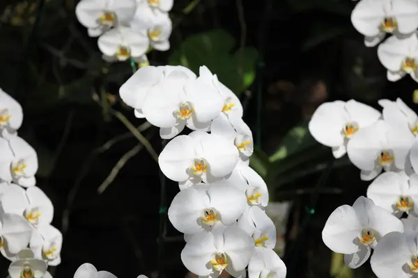 Blommande färgglada orkidéer, Thailand — Stockfoto