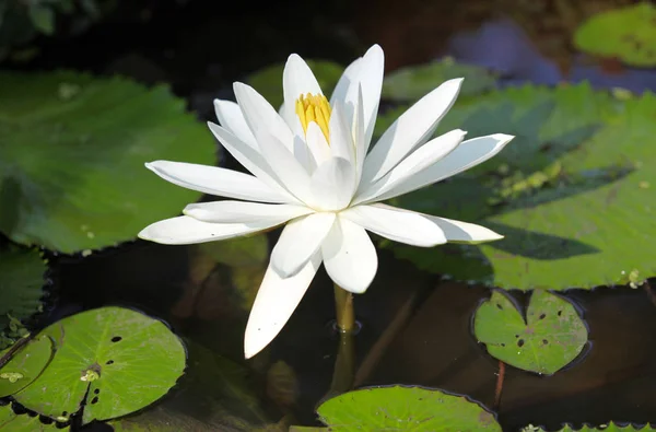 色とりどりの花のユリは水で育つ — ストック写真