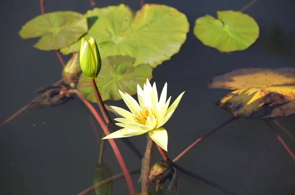 Çok renkli çiçek lilyum suyun içinde büyümek — Stok fotoğraf