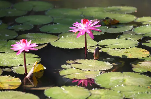 色とりどりの花のユリは水で育つ — ストック写真
