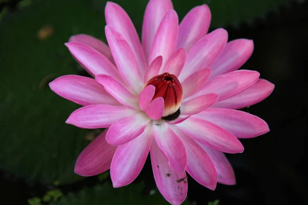 Multicolored flowers lilies grow in the water — Stock Photo, Image