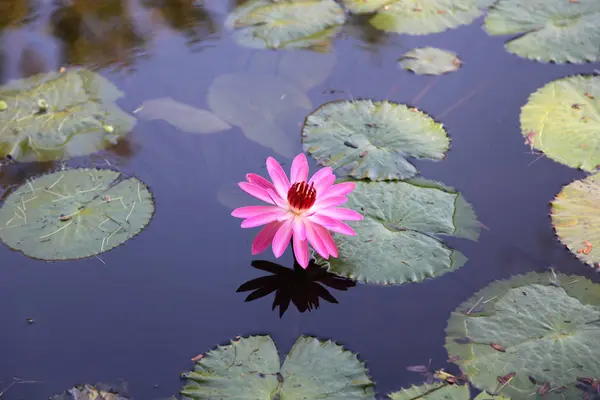 Multicolored flowers lilies grow in the water — Stock Photo, Image