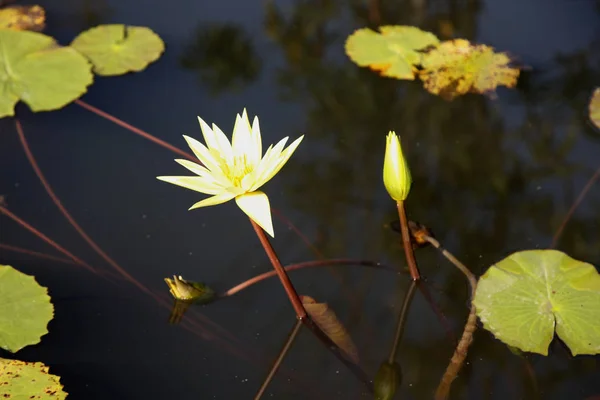 色とりどりの花のユリは水で育つ — ストック写真