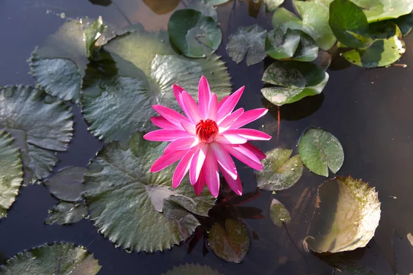 Multicolored flowers lilies grow in the water — Stock Photo, Image