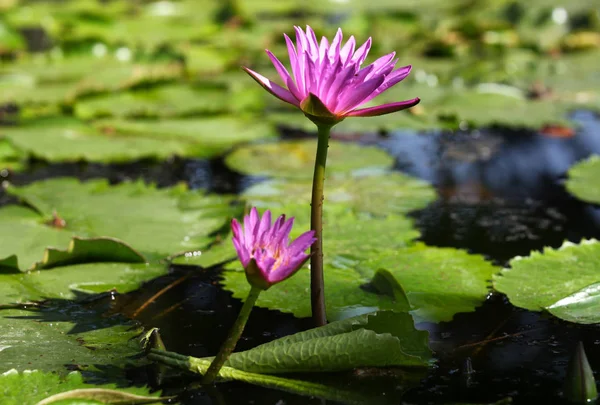 色とりどりの花のユリは水で育つ — ストック写真