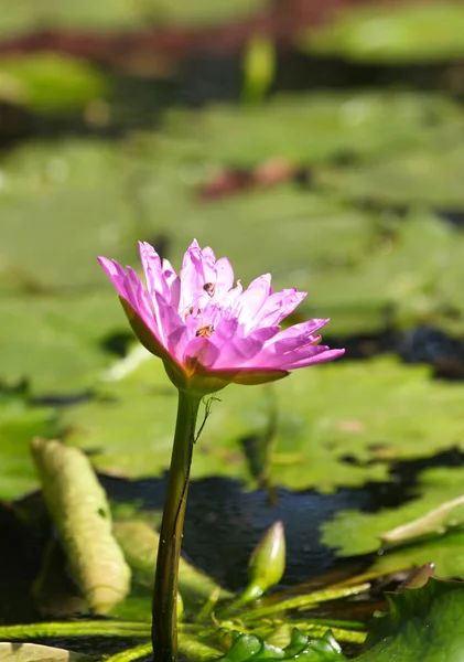 Wielokolorowe kwiaty Lilie rosną w wodzie — Zdjęcie stockowe