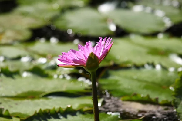 色とりどりの花のユリは水で育つ — ストック写真