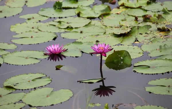 色とりどりの花のユリは水で育つ — ストック写真