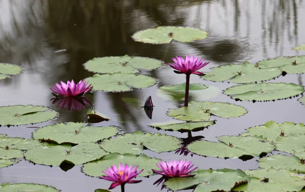 Wielokolorowe kwiaty Lilie rosną w wodzie — Zdjęcie stockowe