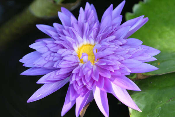 Multicolored flowers lilies grow in the water