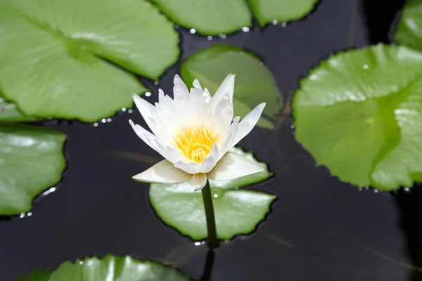 Multicolored flowers lilies grow in the water — Stock Photo, Image