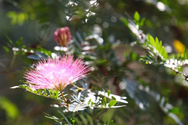 Blooming bright colored flowers, Thailand — Stock Photo, Image