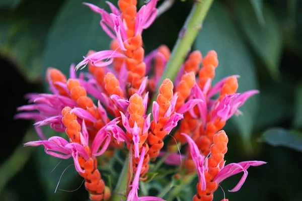 Blooming bright colored flowers, Thailand — Stock Photo, Image