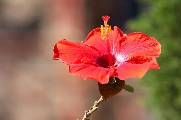 绽放明亮的颜色的花, 泰国 — 图库照片
