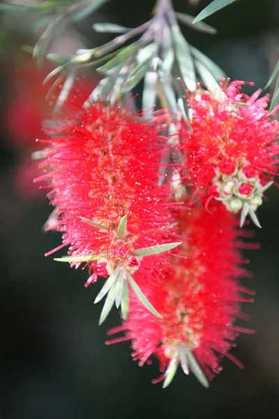 Blooming bright colored flowers, Thailand — Stock Photo, Image