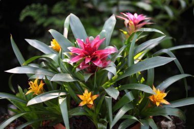 Parlak çiçek açan çiçekler, Tayland renkli