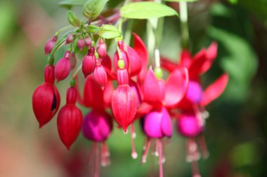 Parlak çiçek açan çiçekler, Tayland renkli