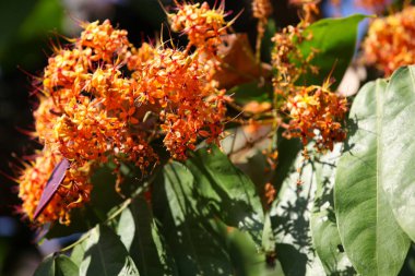 Parlak çiçek açan çiçekler, Tayland renkli